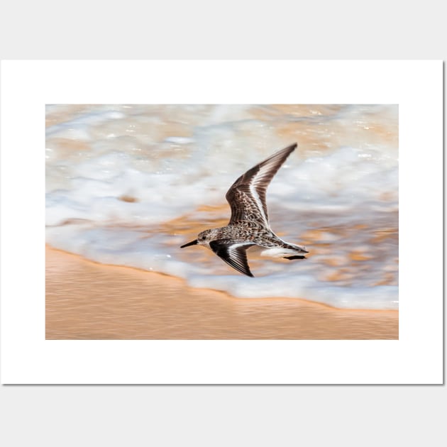 Sandpiper over the seashore flying Wall Art by Jevaz